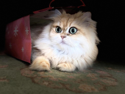 Lost Male Cat last seen Locust Way close to Logan Road, Lynnwood, WA 98036