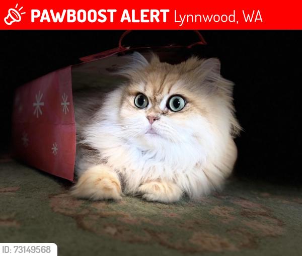 Lost Male Cat last seen Locust Way close to Logan Road, Lynnwood, WA 98036
