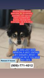 Lost Male Dog last seen Tokay ave and Barbee st, Fontana, CA 92335