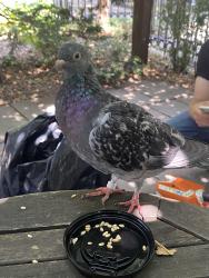 Found/Stray Unknown Bird last seen 3rd street, Brooklyn, NY 11215
