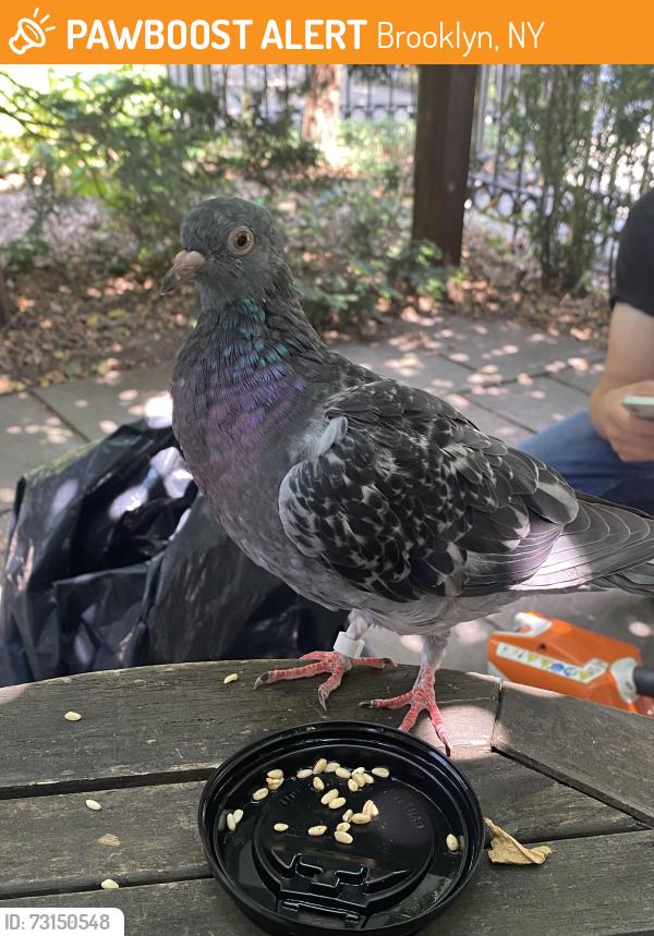 Found/Stray Unknown Bird last seen 3rd street, Brooklyn, NY 11215