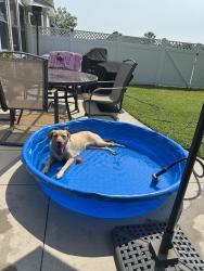 Found/Stray Female Dog last seen HWY 905 in Conway SC near Pineland Lake community, Conway, SC 29526