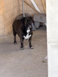 Found/Stray Male Dog last seen Escalante, Socorro, TX 79927