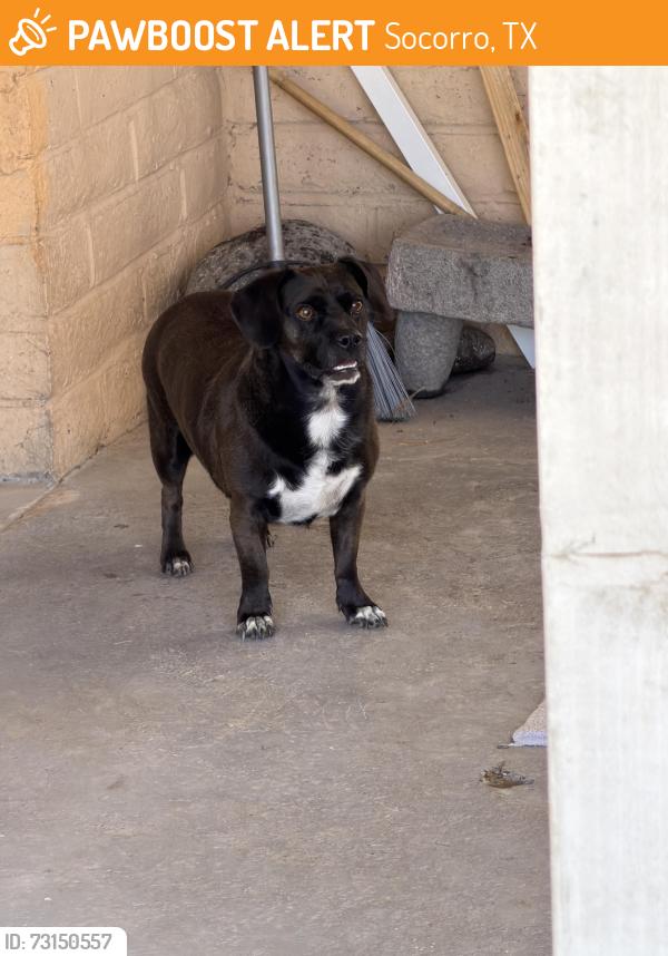 Found/Stray Male Dog last seen Escalante, Socorro, TX 79927