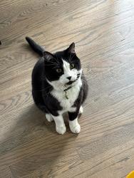 Lost Male Cat last seen Dusk Street/Halleys Way, Littleton, CO 80125