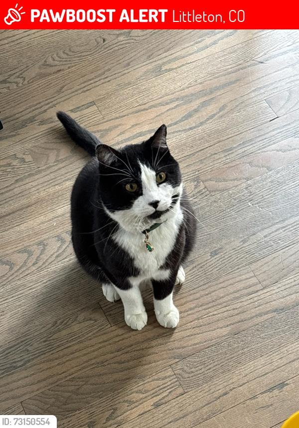 Lost Male Cat last seen Dusk Street/Halleys Way, Littleton, CO 80125