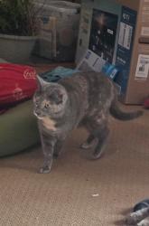 Reunited Female Cat last seen Hwy 15 Arvonia, near trash dump and old Arvonia Primary school, New Canton, VA 23123