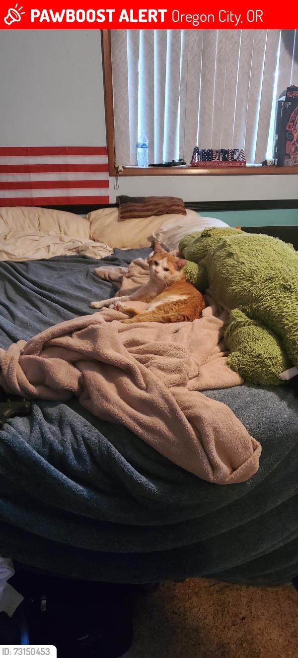 Lost Male Cat last seen Jessie Ave., Oregon City, OR 97045