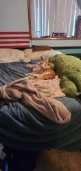 Lost Male Cat last seen Jessie Ave., Oregon City, OR 97045