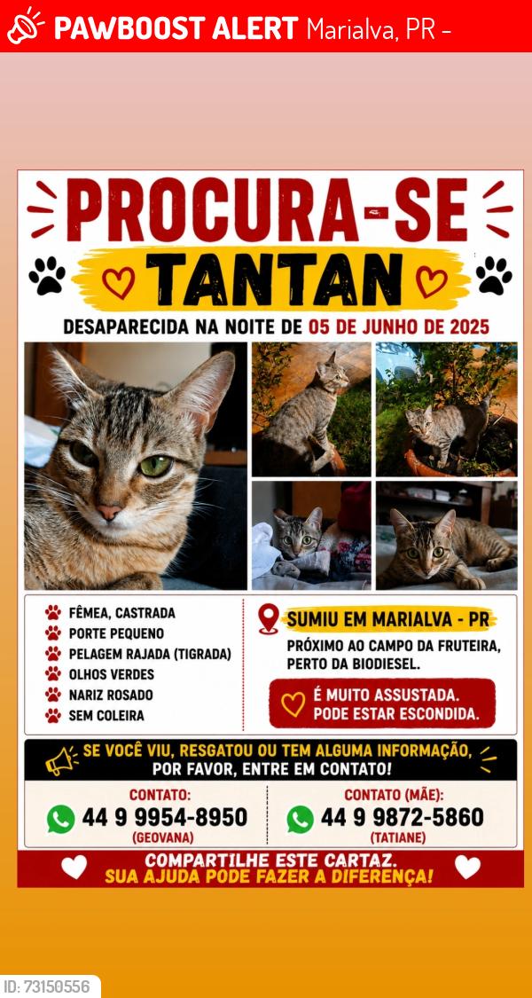 Lost Female Cat last seen Campo da estrada da fruteira, Marialva, PR 86990-000