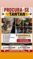Lost Female Cat last seen Campo da estrada da fruteira, Marialva, PR 86990-000