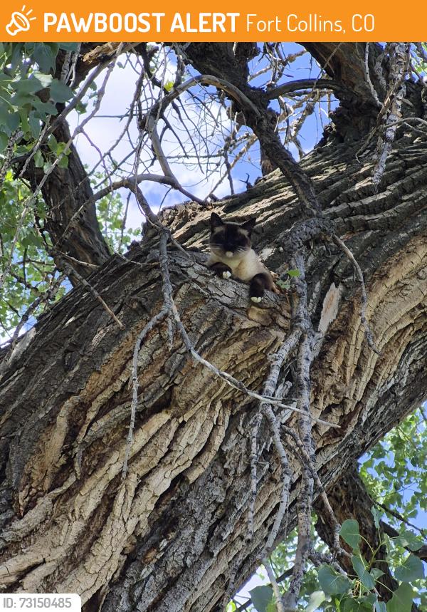 Found/Stray Unknown Cat last seen Willow Springs near mill creek ditch, Fort Collins, CO 80528