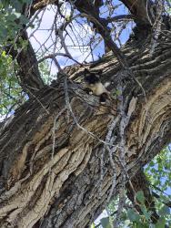 Found/Stray Unknown Cat last seen Willow Springs near mill creek ditch, Fort Collins, CO 80528
