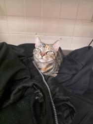 Found/Stray Female Cat last seen Tractor Supply, Oak Ridge, TN 37830