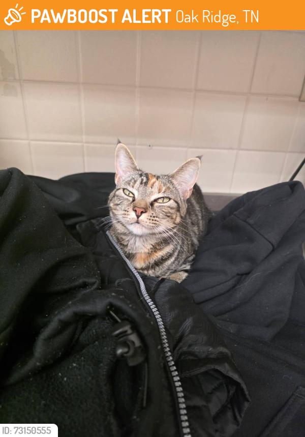 Found/Stray Female Cat last seen Tractor Supply, Oak Ridge, TN 37830