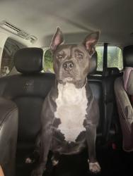Lost Female Dog last seen Holland st, Melbourne, FL 32935