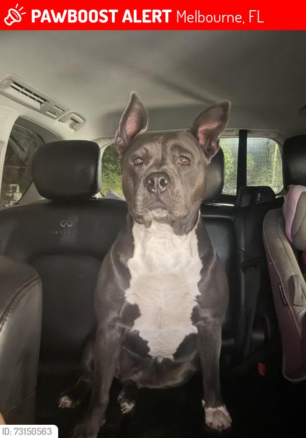 Lost Female Dog last seen Holland st, Melbourne, FL 32935