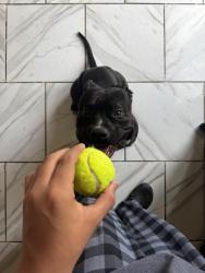 Lost Male Dog last seen Stockard St 46239, Indianapolis, IN 46239