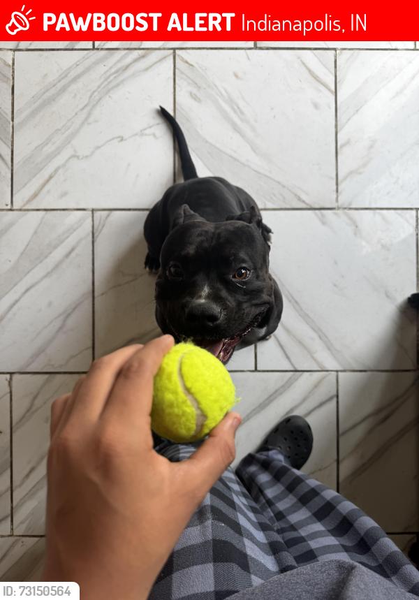 Lost Male Dog last seen Stockard St 46239, Indianapolis, IN 46239