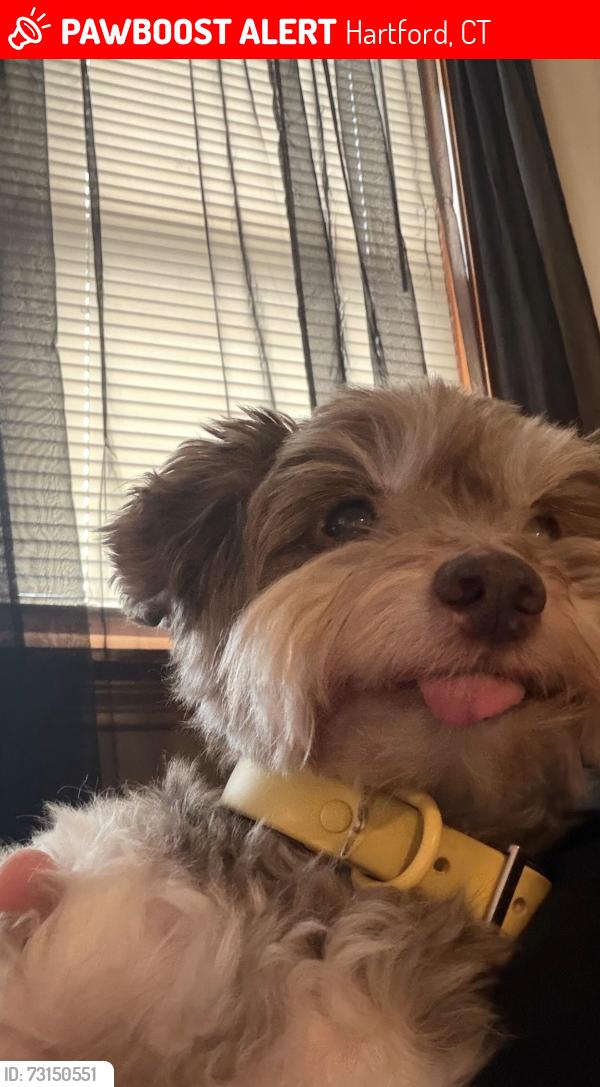 Lost Male Dog last seen albany ave hartford ct vine st hartford, Hartford, CT 06112