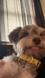 Lost Male Dog last seen albany ave hartford ct vine st hartford, Hartford, CT 06112