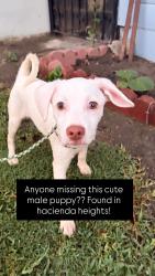 Found/Stray Male Dog last seen Newton, Hacienda Heights, CA 91745