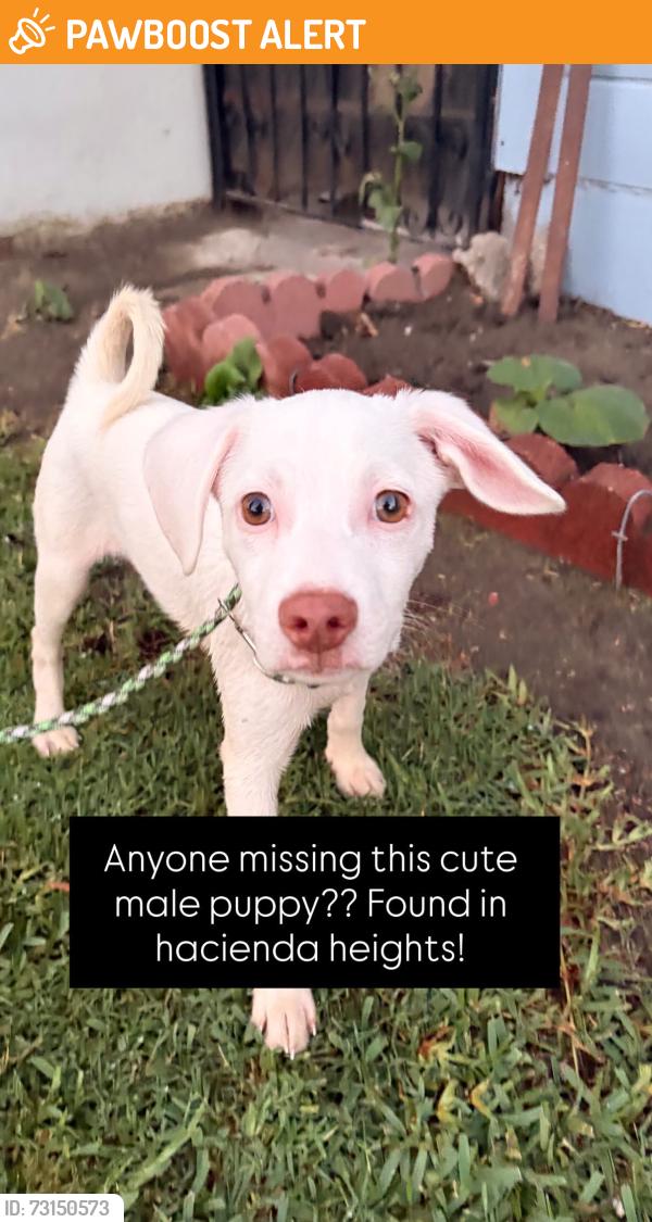 Found/Stray Male Dog last seen Newton, Hacienda Heights, CA 91745