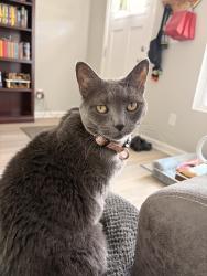 Lost Female Cat last seen Dameron and tryon courthouse, Bessemer City, NC 28016