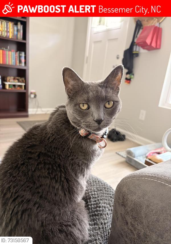 Lost Female Cat last seen Dameron and tryon courthouse, Bessemer City, NC 28016