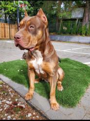 Reunited Female Dog last seen North Surrey / Central City, Surrey, BC 