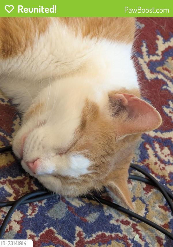 Reunited Male Cat last seen Near Fowler Avenue, Ogden, UT 84403