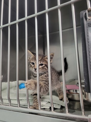 Shelter Stray Unknown Cat last seen 116th St and Cumberland Rd, HC Strays by Out of County Residents, IN, 10501 Hague Rd, Fishers, IN 46038, USA