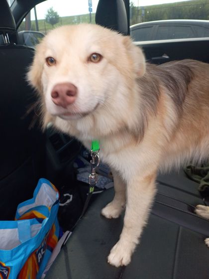 Shelter Stray Male Dog last seen High Creek Trace and HighCreek Dr, Roswell, GA, 1251 Fulton Industrial Blvd NW, Atlanta, GA 30336, USA