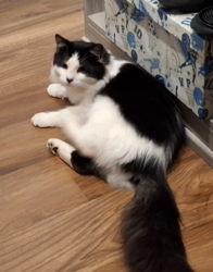 Lost Male Cat last seen Cobblestone Court and Hecker Pass, also near Village Green, Gilroy, CA 95020