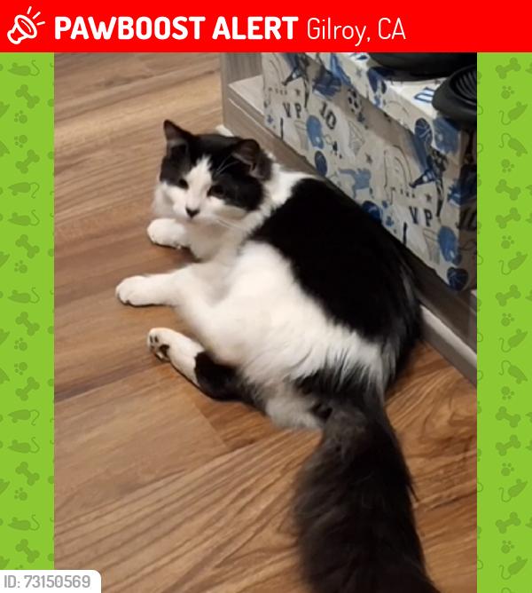 Lost Male Cat last seen Cobblestone Court and Hecker Pass, also near Village Green, Gilroy, CA 95020
