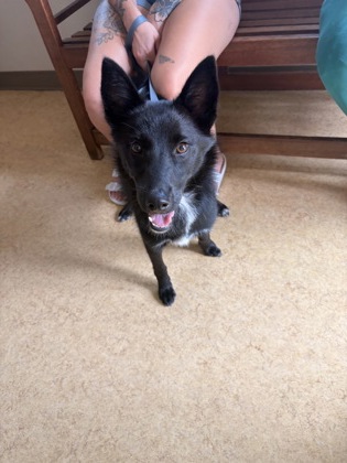 Shelter Stray Female Dog last seen Plaza @ CH by 67, Cedar Hill, TX, 1150 E Pleasant Run Rd, Cedar Hill, TX 75104, USA