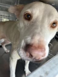 Shelter Stray Female Dog last seen Near LAKEVIEW DR, District 13 - Tarrant County,, 355 Hillshire Dr, Haslet, TX 76052, USA