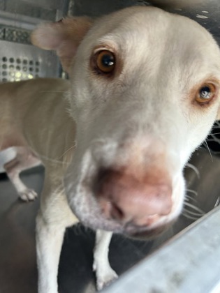 Shelter Stray Female Dog last seen Near LAKEVIEW DR, District 13 - Tarrant County,, 355 Hillshire Dr, Haslet, TX 76052, USA