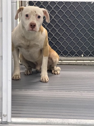 Shelter Stray Male Dog last seen Near Ef Thompkins ln, New Bern City Limits, NC, 1639 Old Airport Rd, New Bern, NC 28562, USA