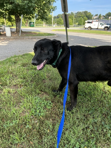 Shelter Stray Male Dog last seen Near Smith School Rd, Knox County ASO, TN, 3201 Division St, Knoxville, TN 37919, USA