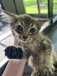 Shelter Stray Male Cat last seen Near Gallows Point Dr, Knox County ASO, TN, 3201 Division St, Knoxville, TN 37919, USA
