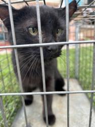 Shelter Stray Unknown Cat last seen Near Cadbury Dr, City of Knoxville ASO, TN, 3201 Division St, Knoxville, TN 37919, USA