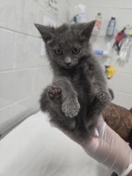 Shelter Stray Male Cat last seen Near cole st, 21223, MD, 301 Stockholm St, Baltimore, MD 21230, USA