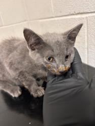 Shelter Stray Female Cat last seen Near block of Bradshaw Garden, Knox County GP, TN, 3201 Division St, Knoxville, TN 37919, USA