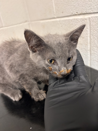 Shelter Stray Female Cat last seen Near block of Bradshaw Garden, Knox County GP, TN, 3201 Division St, Knoxville, TN 37919, USA