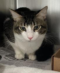 Shelter Stray Male Cat last seen costco, City of Georgetown, TX, 1855 SE Inner Loop, Georgetown, TX 78626, USA