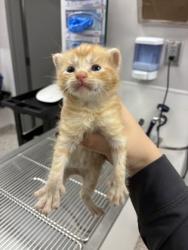 Shelter Stray Female Cat last seen Near N Hill St, Dallas, NC, 1491 Business Park Ct, Gastonia, NC 28052, USA