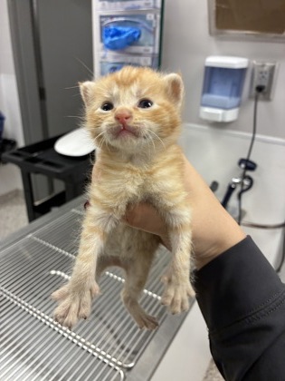 Shelter Stray Female Cat last seen Near N Hill St, Dallas, NC, 1491 Business Park Ct, Gastonia, NC 28052, USA