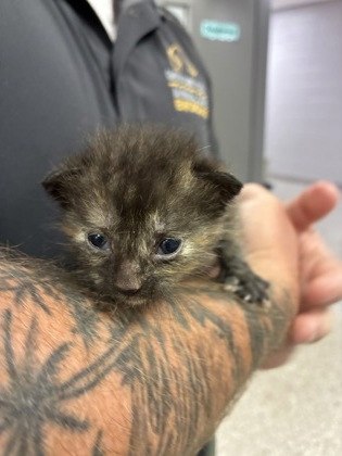 Shelter Stray Female Cat last seen Near N Hill St, Dallas, NC, 1491 Business Park Ct, Gastonia, NC 28052, USA