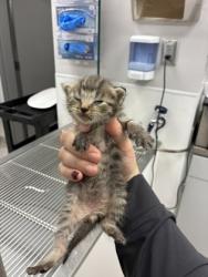 Shelter Stray Male Cat last seen Near N Hill St, Dallas, NC, 1491 Business Park Ct, Gastonia, NC 28052, USA